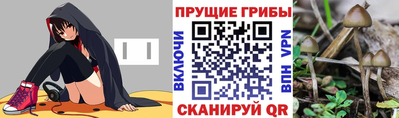 Галлюциногенные грибы Cubensis  Новопавловск 